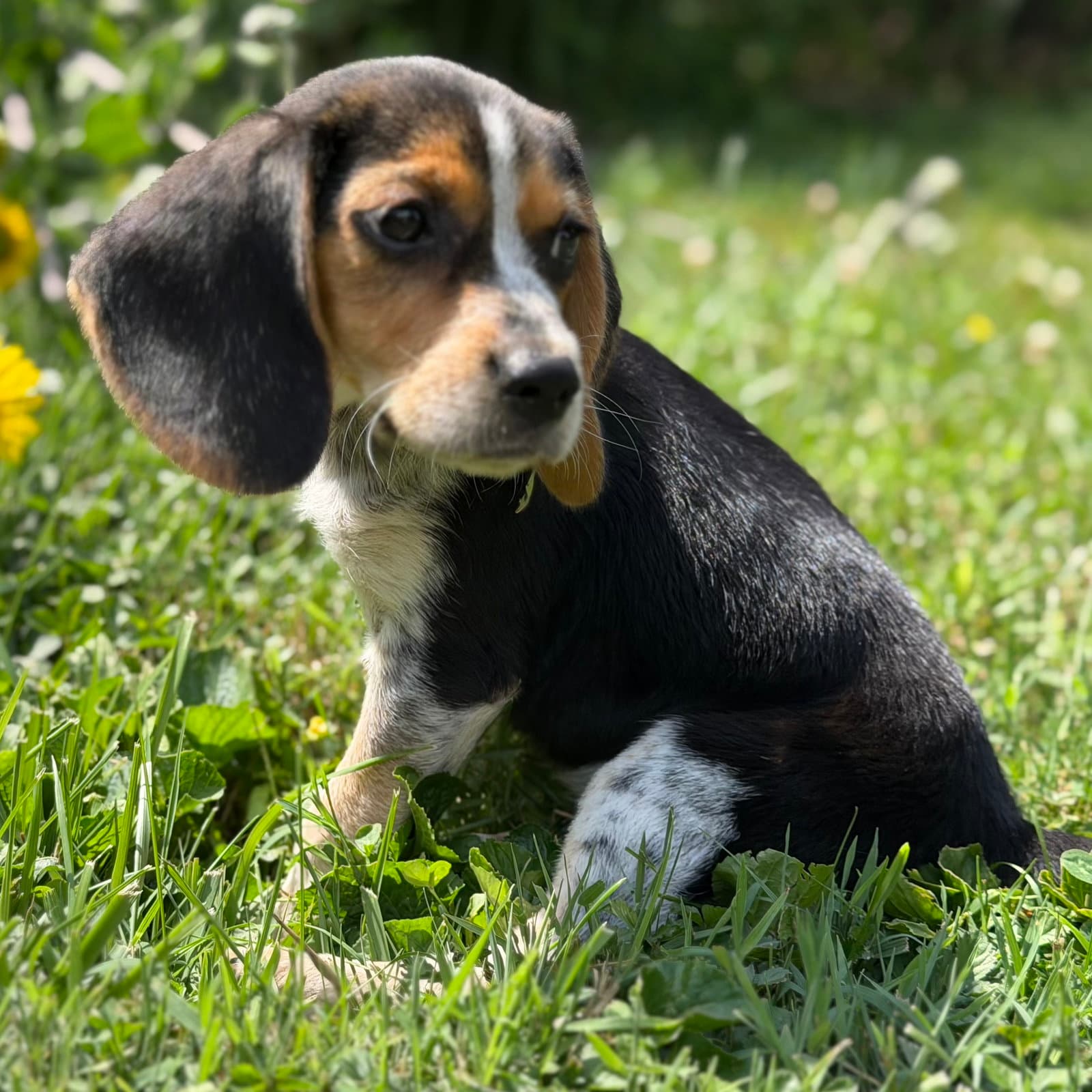 Cocoa - Beagle