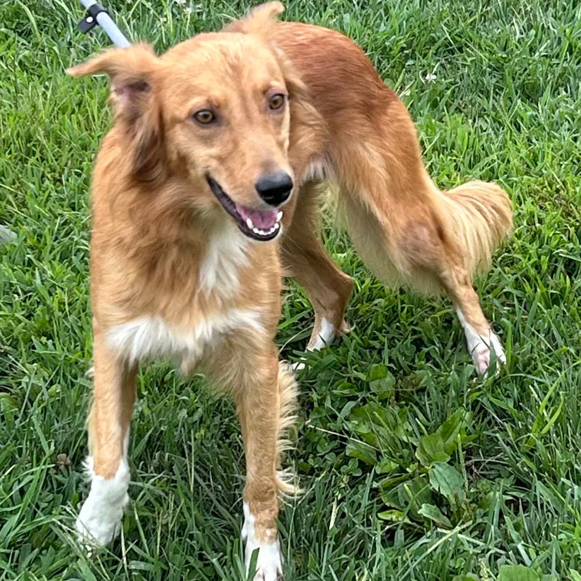 Kele - Golden Retriever