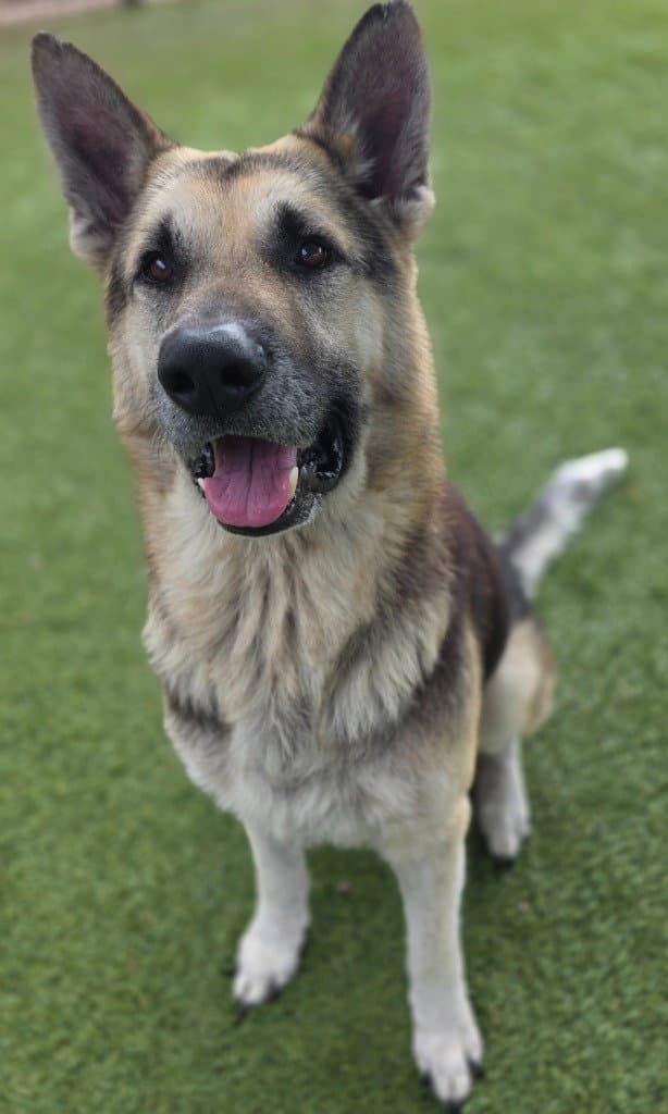 Gunther - German Shepherd Dog