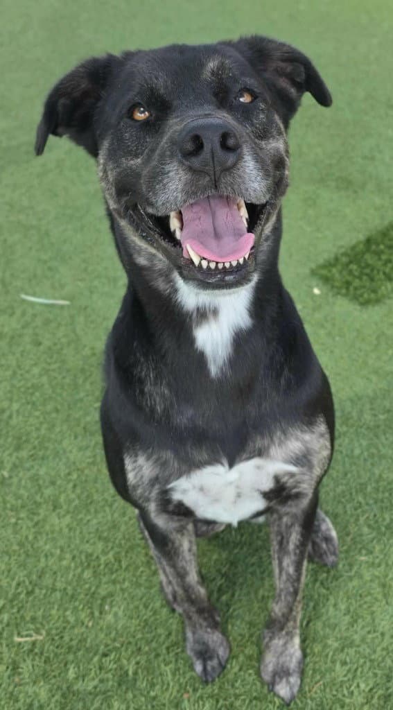 Draco - Catahoula Leopard Dog