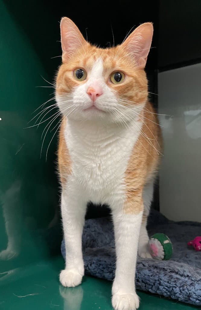 Nolan - Domestic Short Hair
