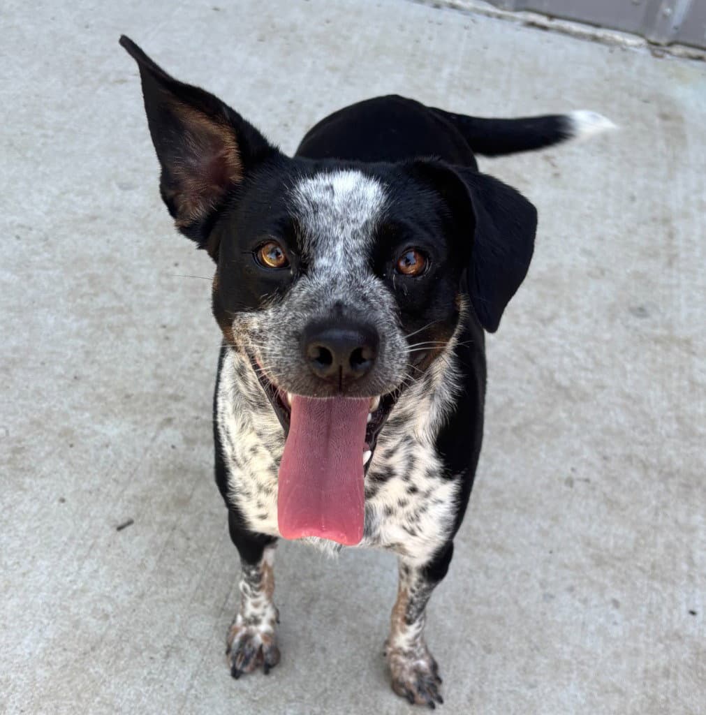 Sprinkles - Cattle Dog