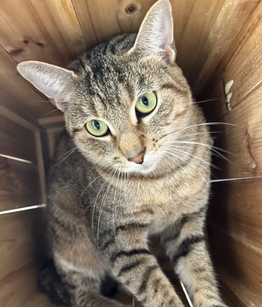 Calamity - Domestic Short Hair