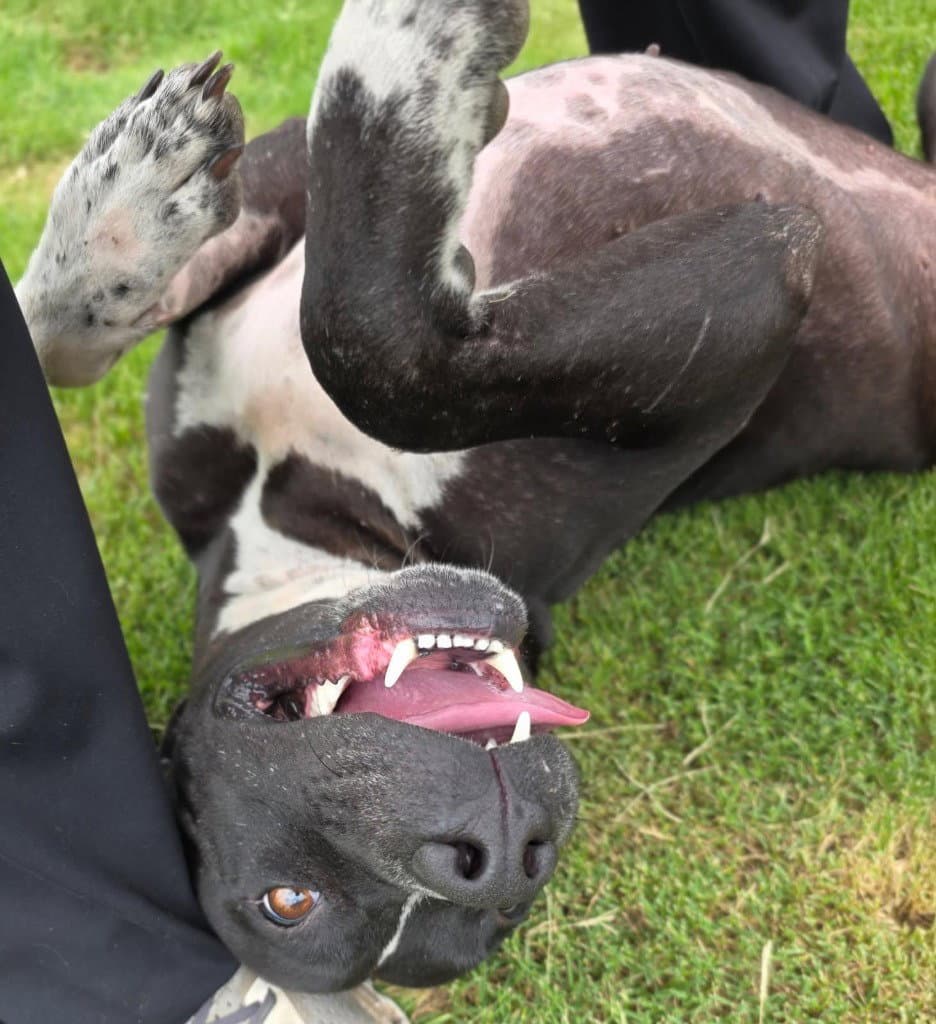 Vera - Pit Bull Terrier