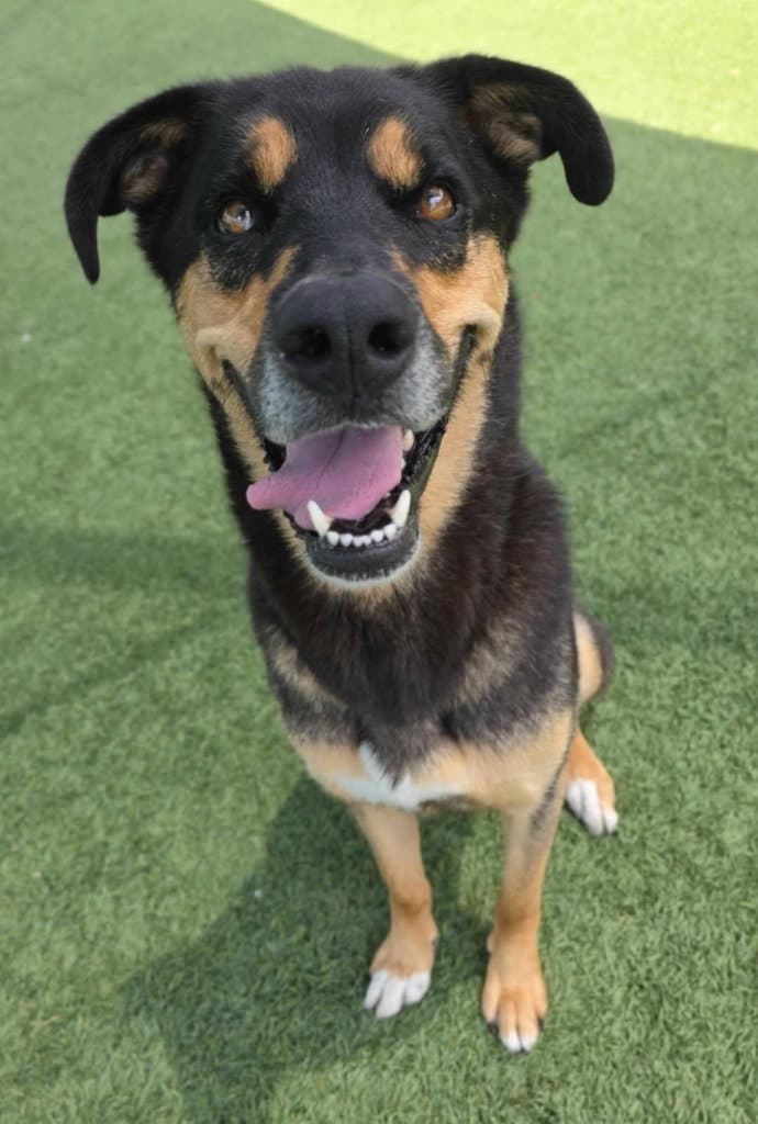Chase - Rottweiler
