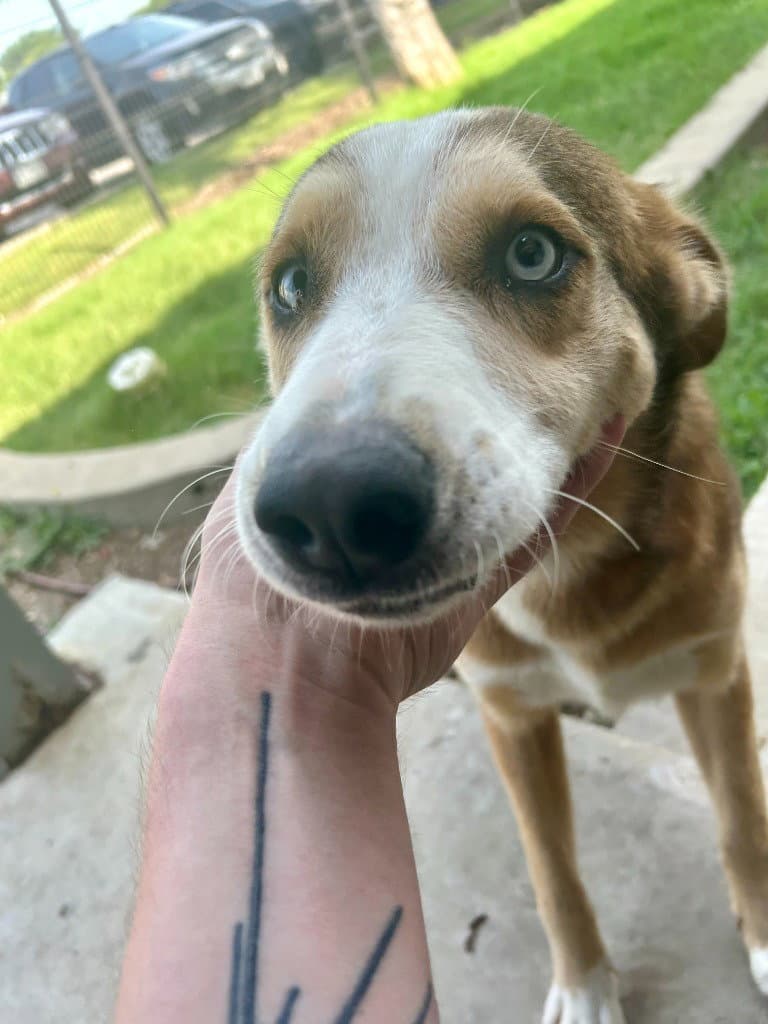 Porter - Husky