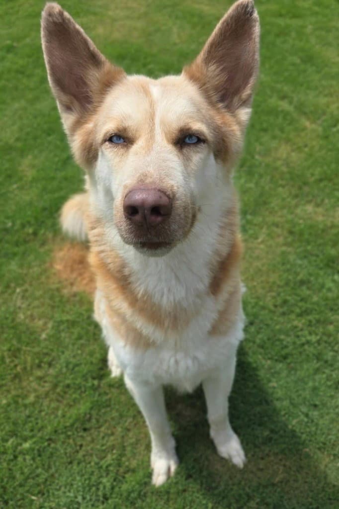 Hufflepuff - Husky