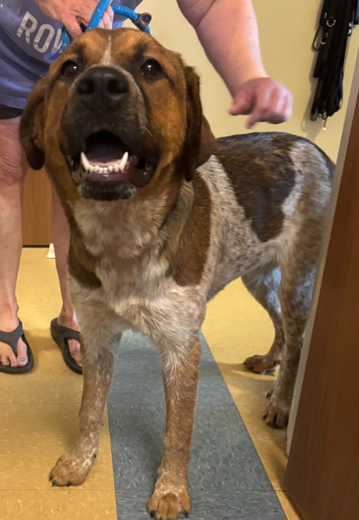 Millie - Cattle Dog