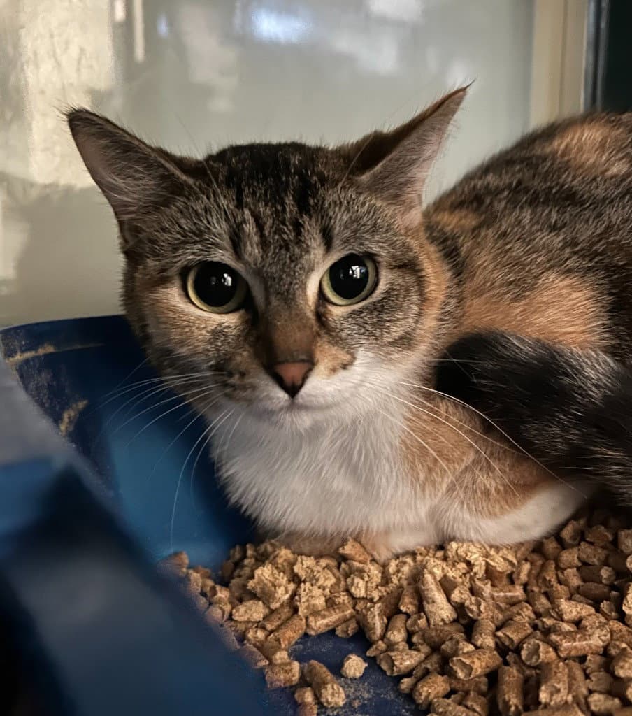 Patches - Domestic Short Hair