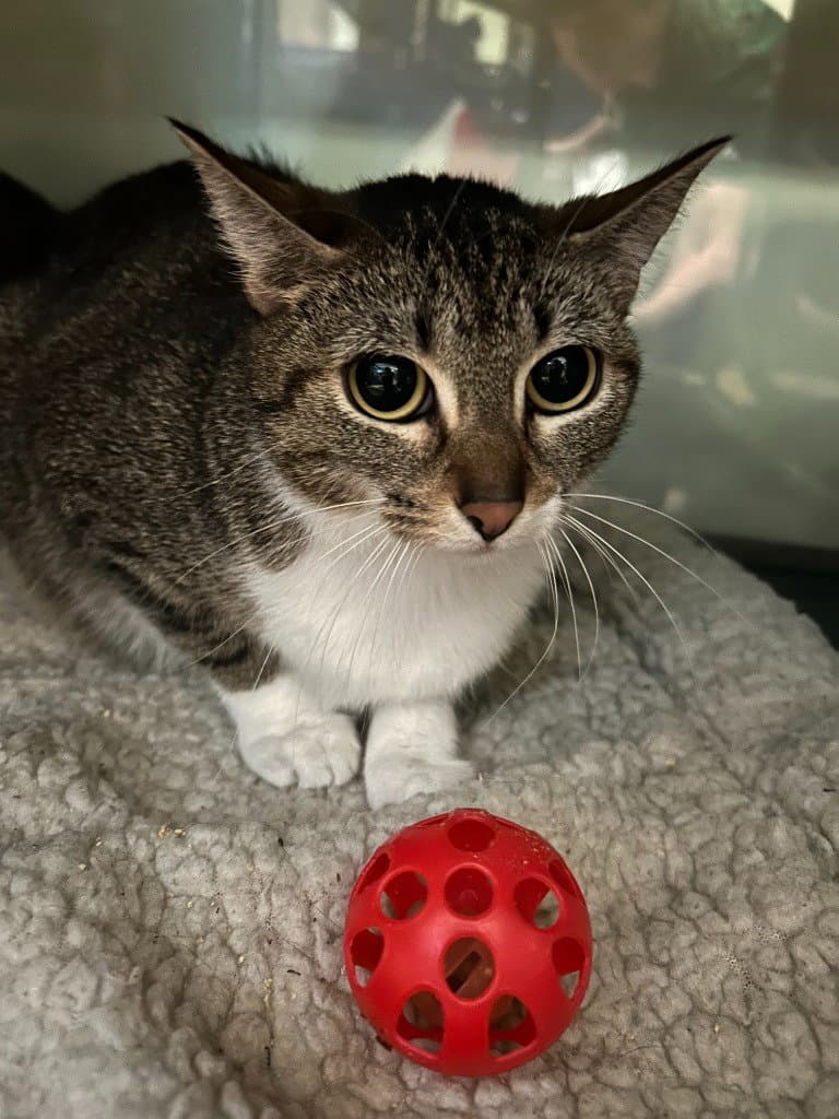 Stripes - Domestic Short Hair