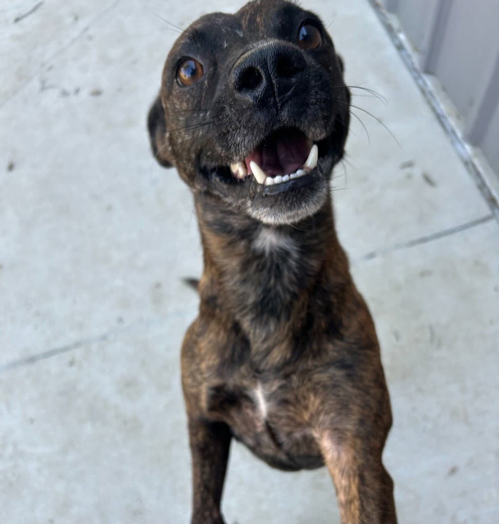 Daffy - Belgian Shepherd Dog Sheepdog