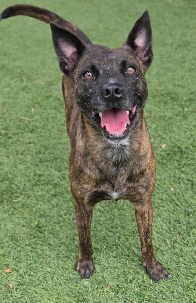 Daffy - Belgian Shepherd Dog Sheepdog