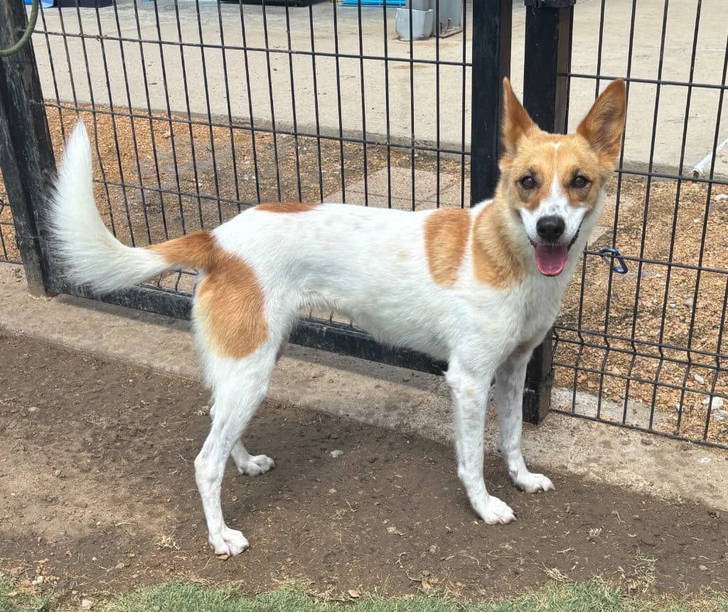 Rosey - Cattle Dog