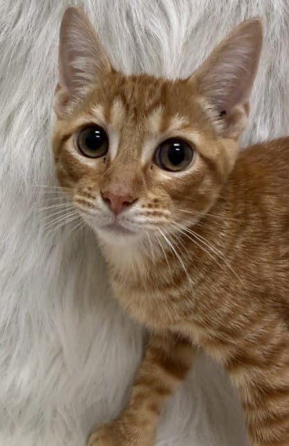 Mango - Domestic Short Hair