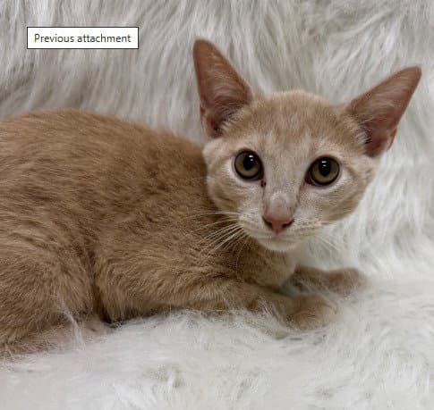 Tangerine - Domestic Short Hair