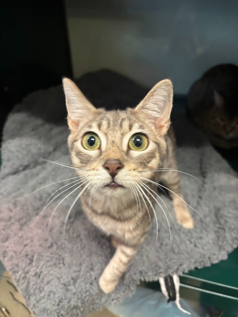 Wally - Domestic Short Hair