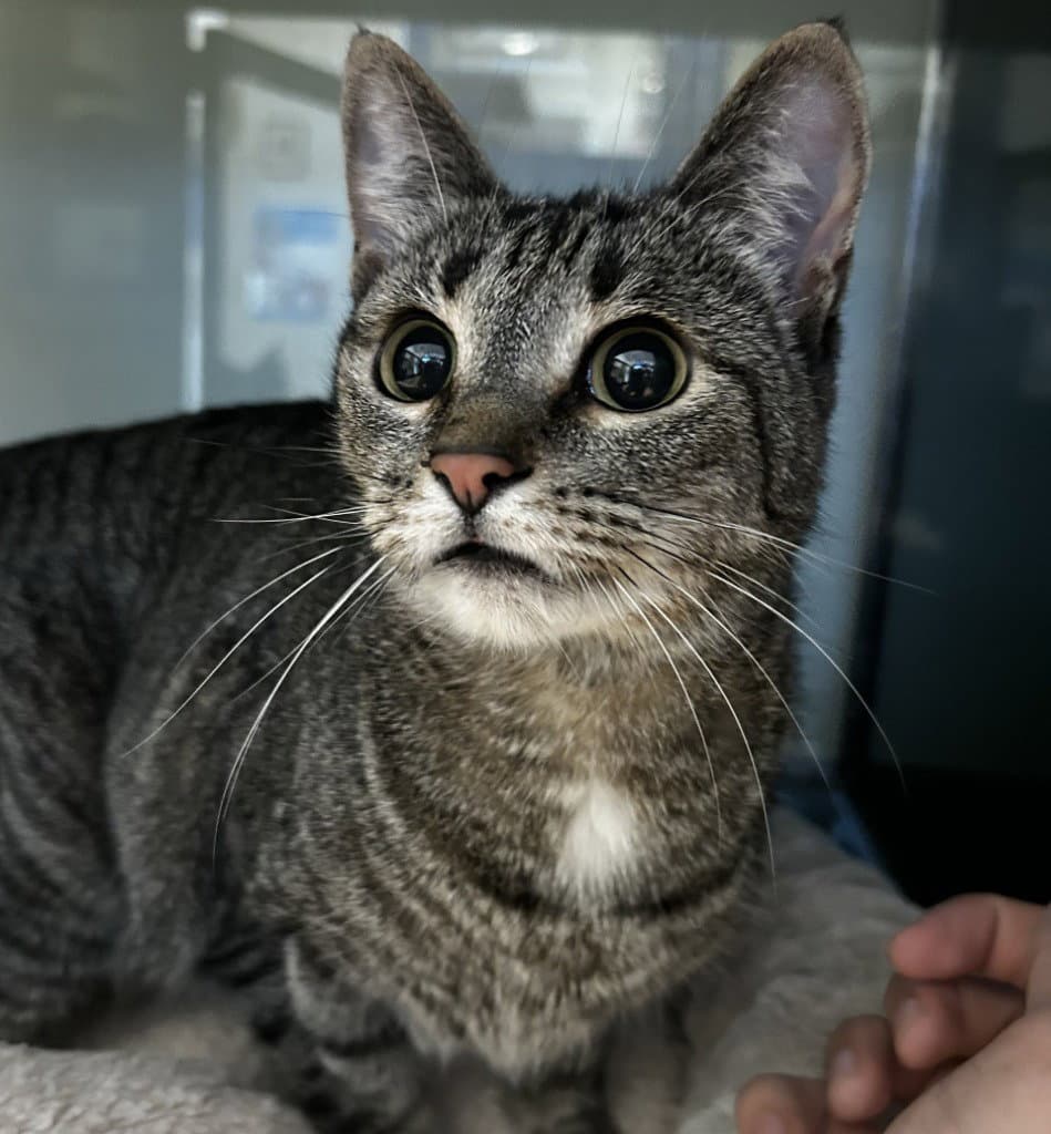 Shaula - Domestic Short Hair