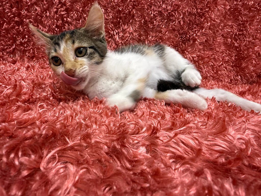 Adeline - Domestic Short Hair