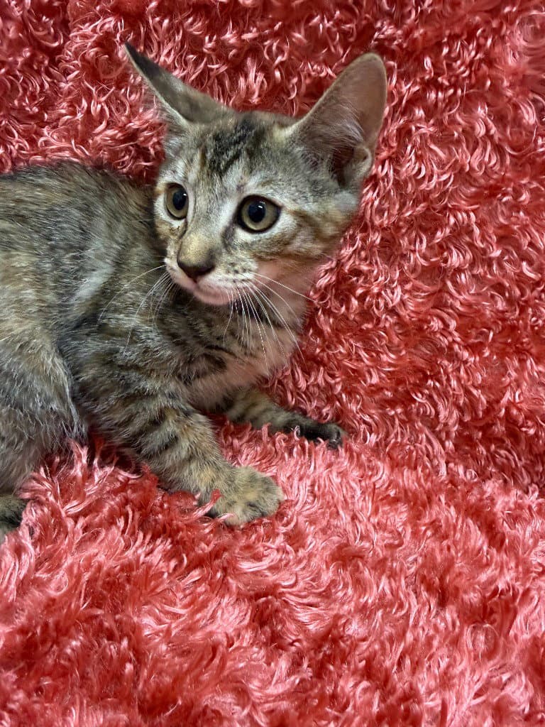 Jean - Domestic Short Hair