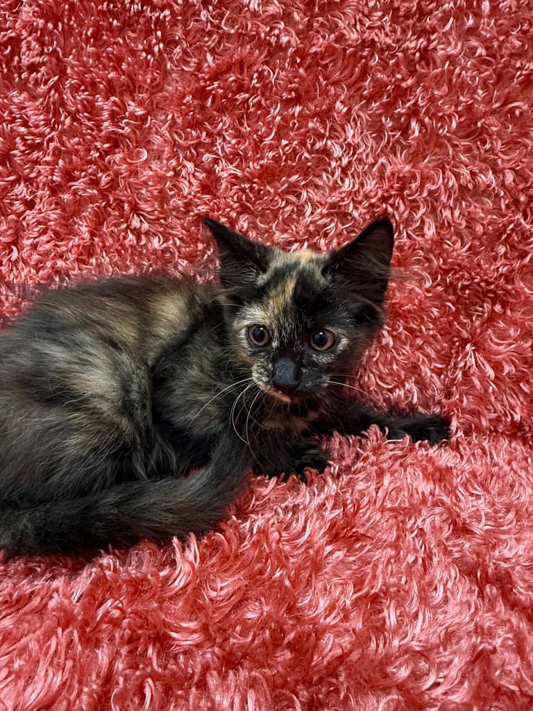 Mabel - Domestic Short Hair