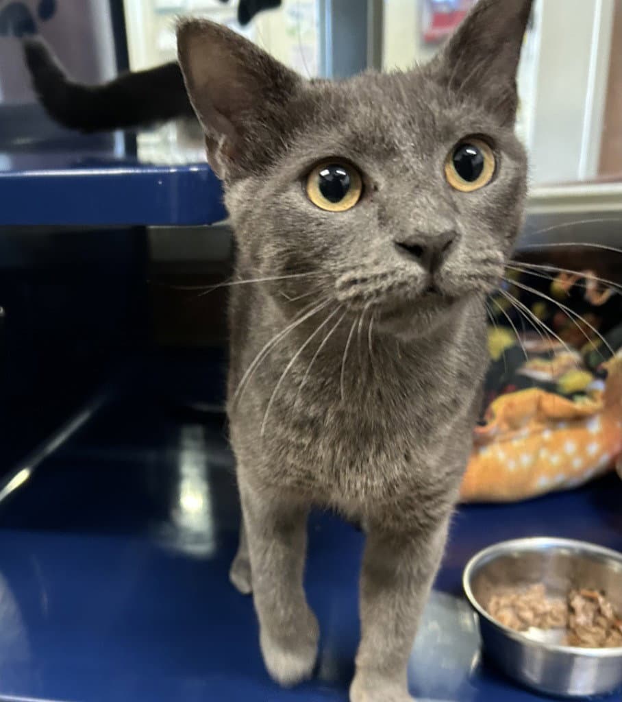Anya - Domestic Short Hair