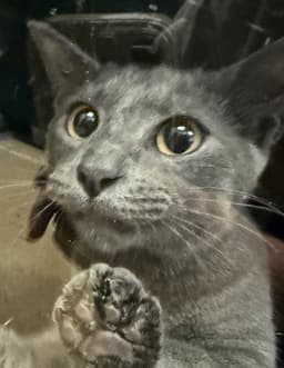Anya image 2