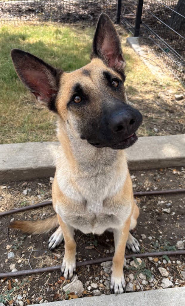 Rizzo - Belgian Shepherd Malinois