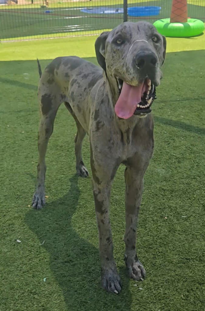 Dallas - Great Dane