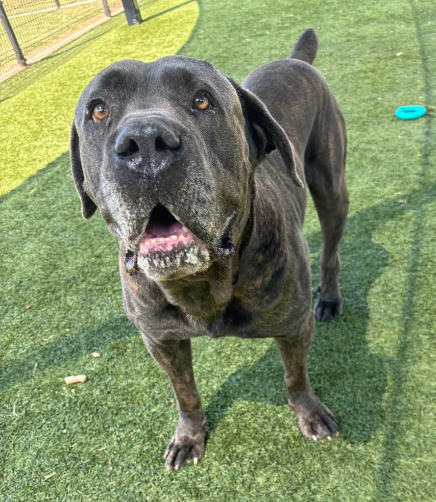 Capone - Cane Corso Mastiff