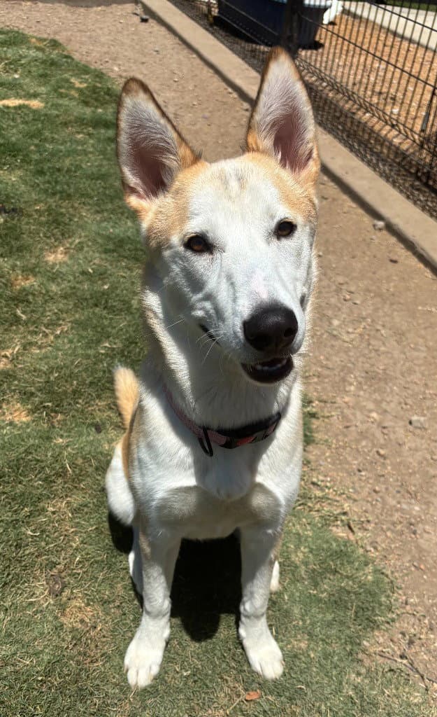 Blossom - Shiba Inu