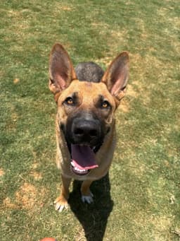 Koda image 1