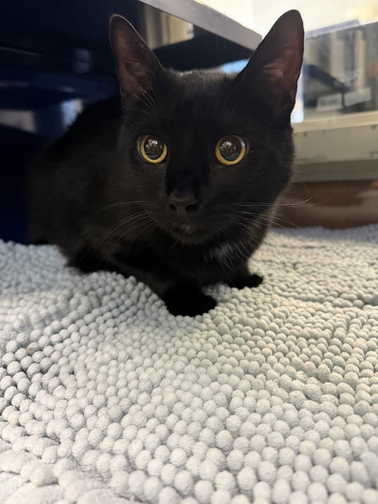 Magic - Domestic Short Hair