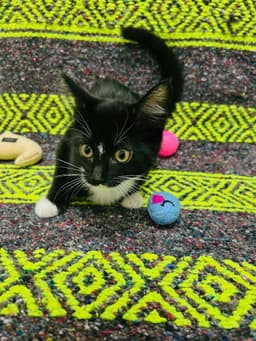 Bellatrix image 1