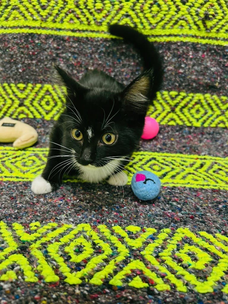 Bellatrix - Domestic Short Hair