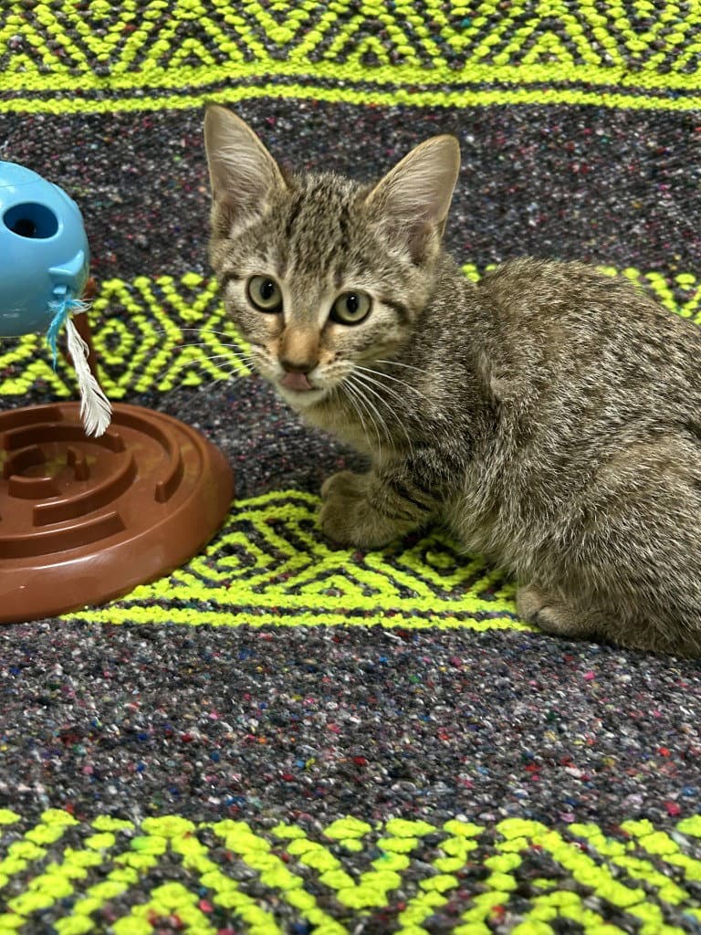Ginny - Domestic Short Hair