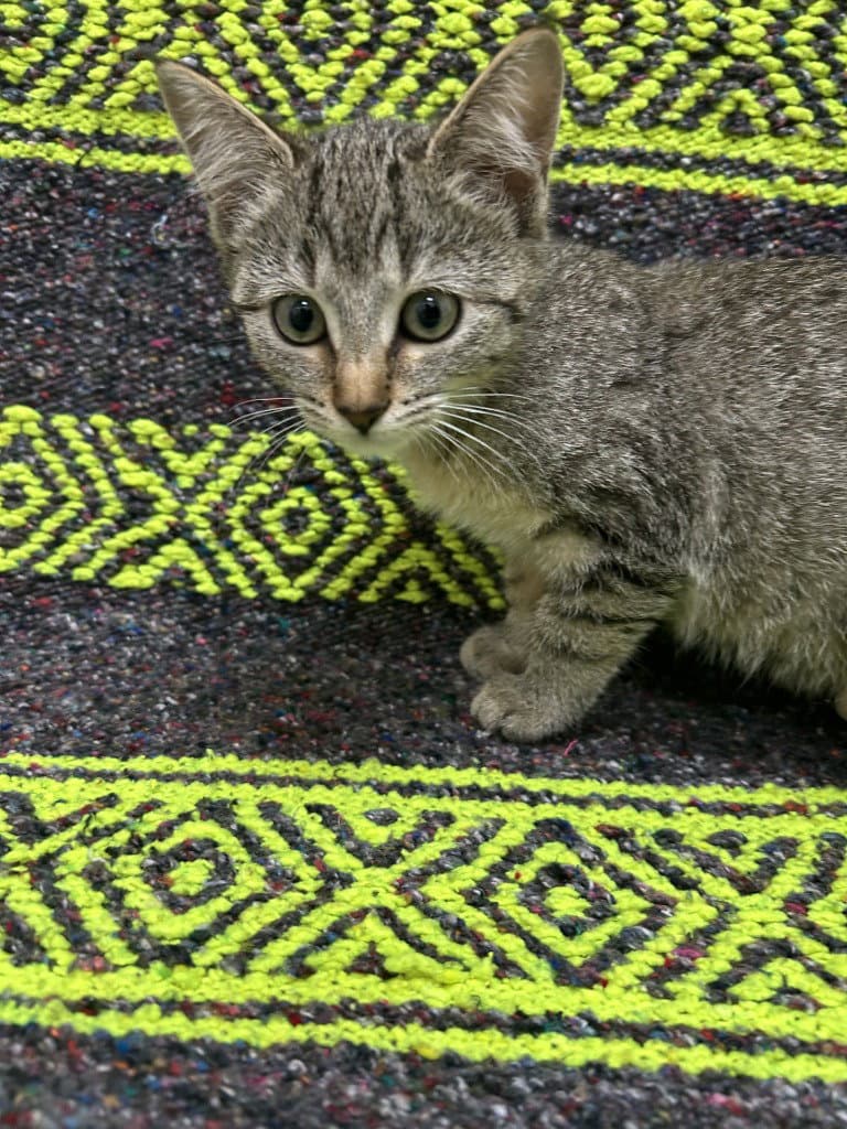 Minerva - Domestic Short Hair