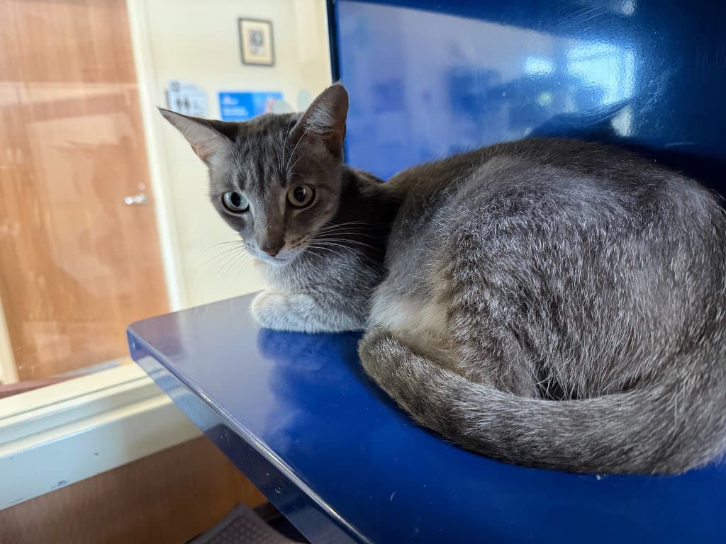Molly - Domestic Short Hair