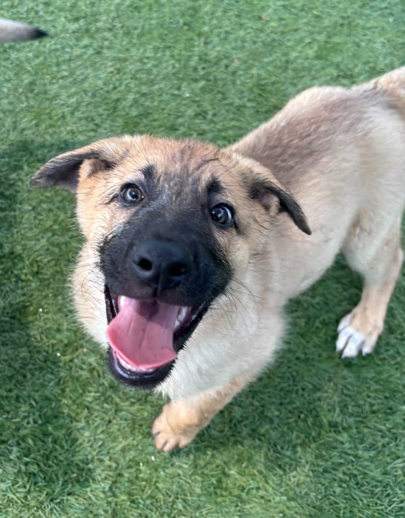 Copper - Shepherd