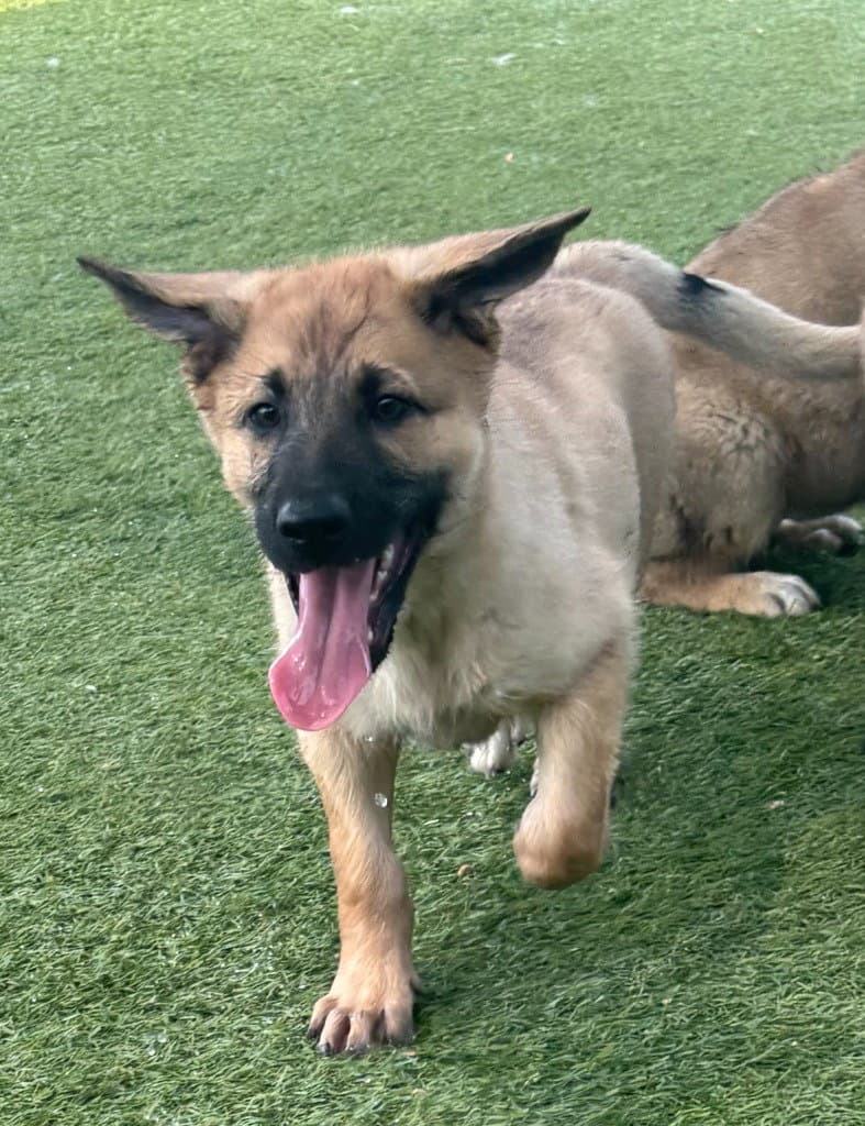 Coral - Shepherd