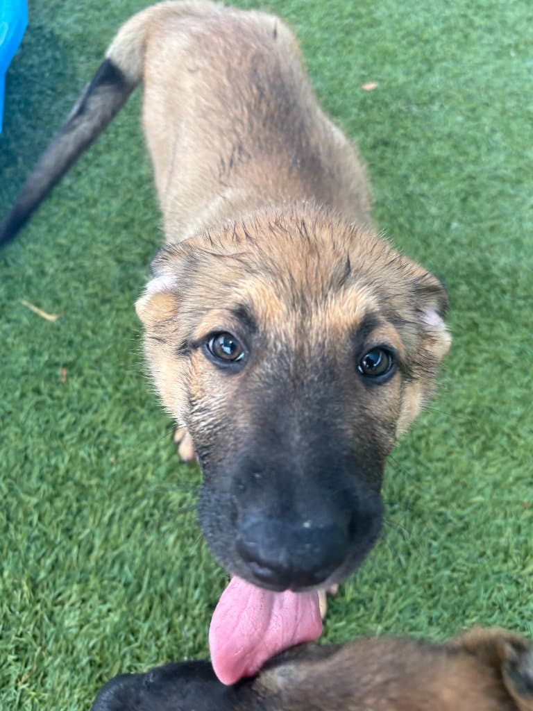 Rattler - Belgian Shepherd Malinois