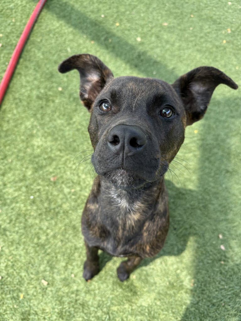 Bing Bong - Pit Bull Terrier