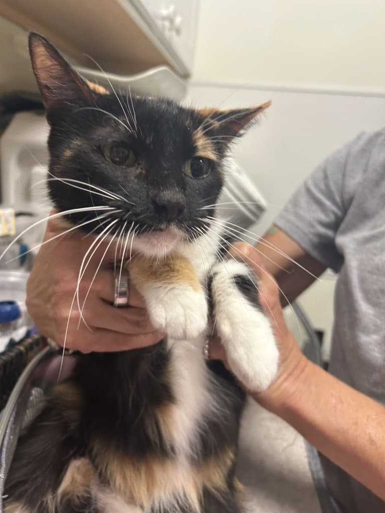 Calicutie - Domestic Short Hair