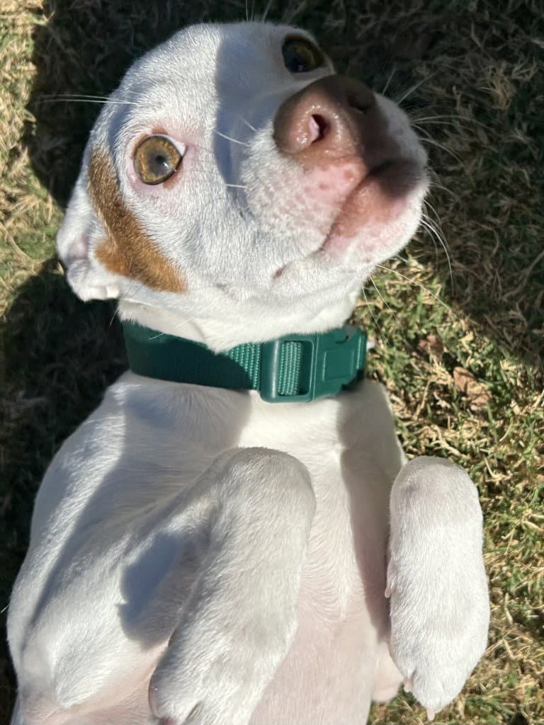 Buster - Jack Russell Terrier