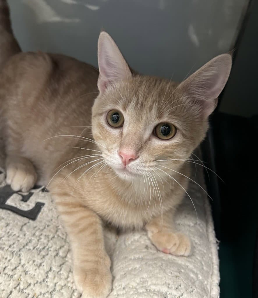 Maynard - Domestic Short Hair