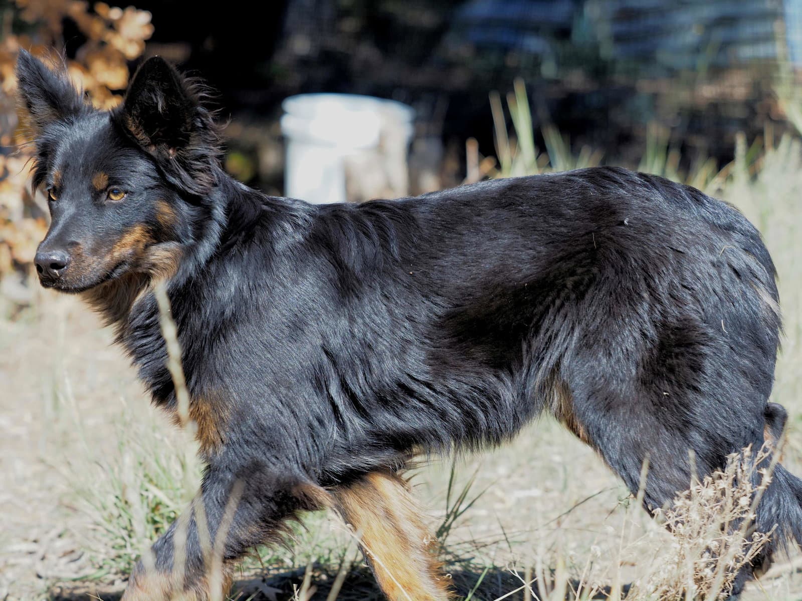 Whiskey - Cattle Dog