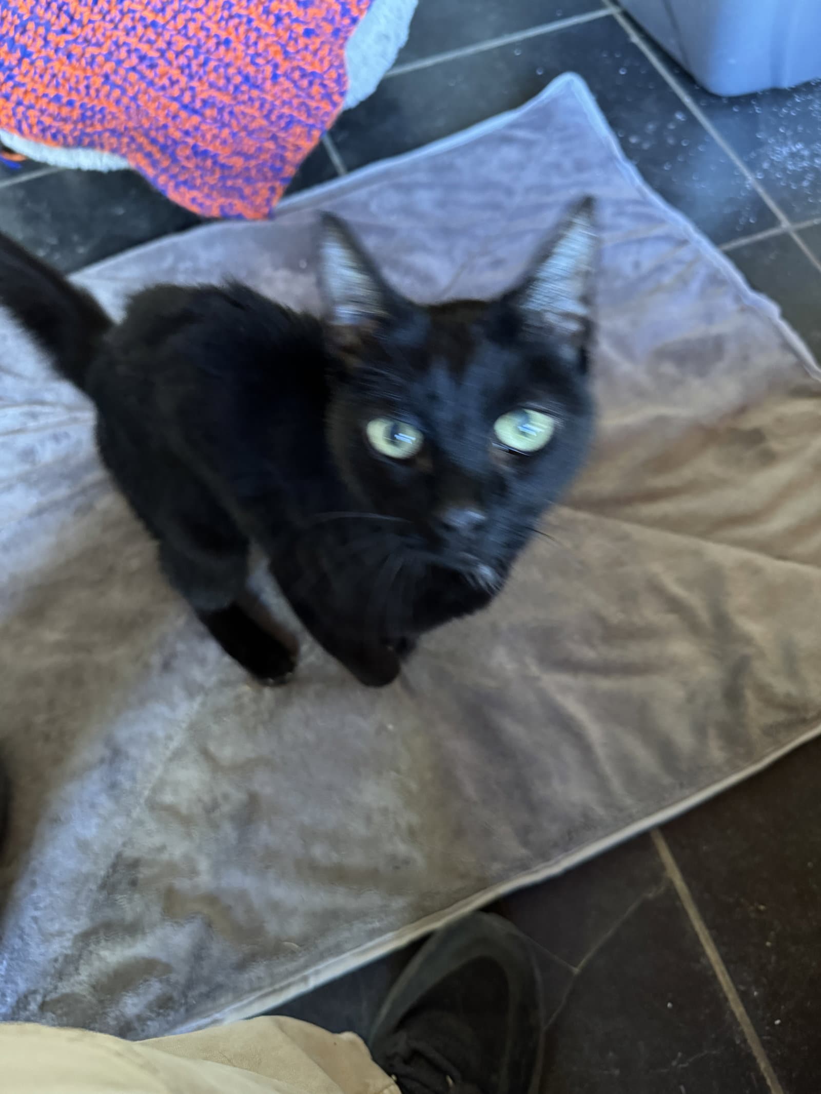 Bane - Domestic Short Hair
