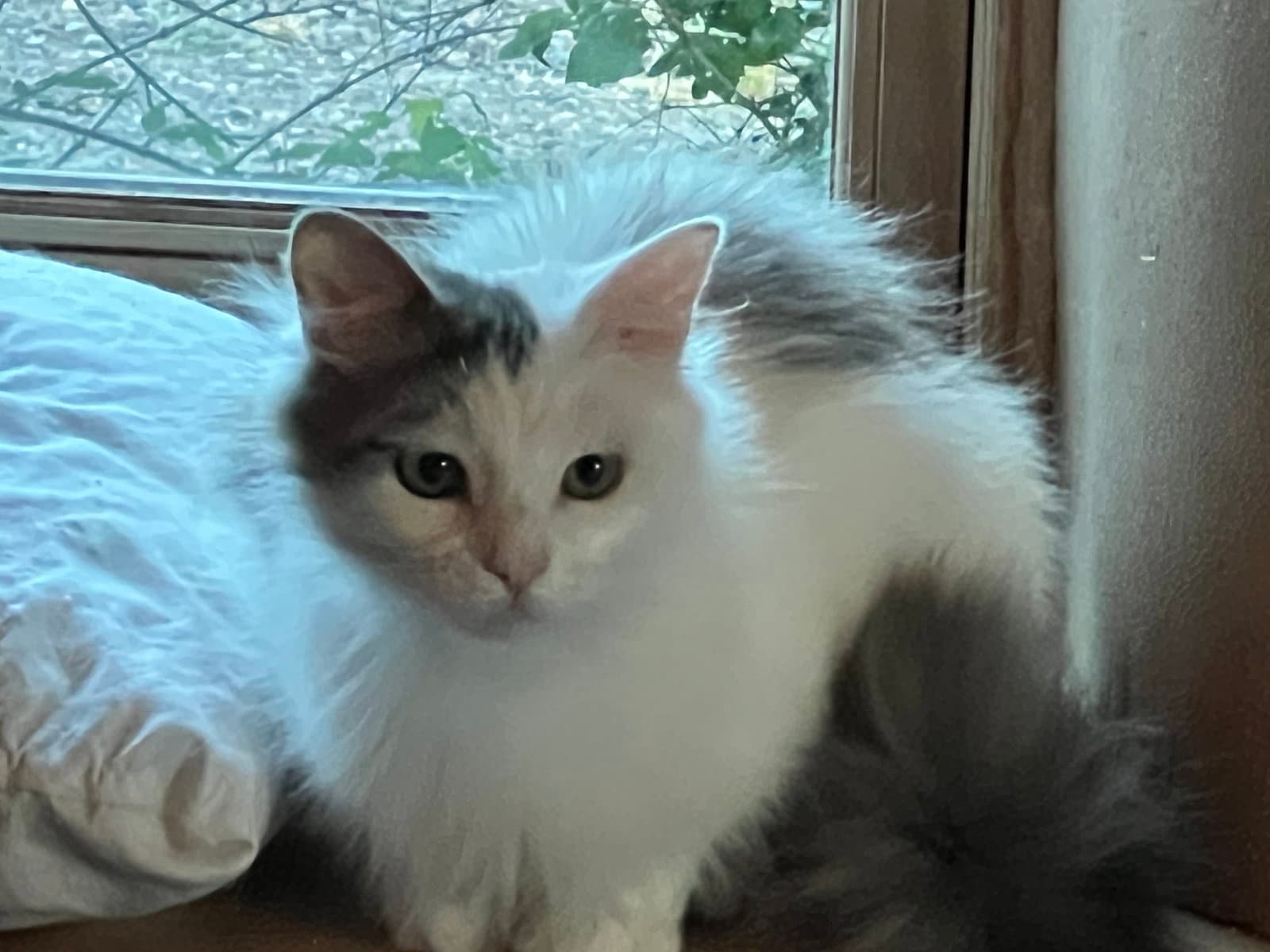 Loki - Domestic Long Hair
