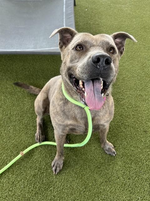 Mama Dog - Pit Bull Terrier