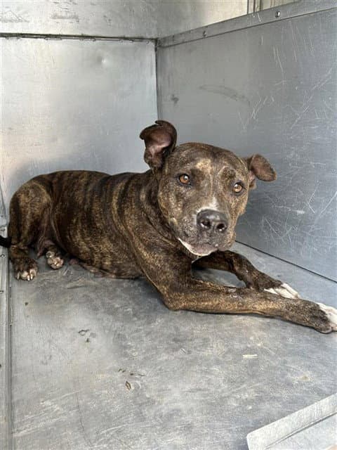 Malia - Pit Bull Terrier