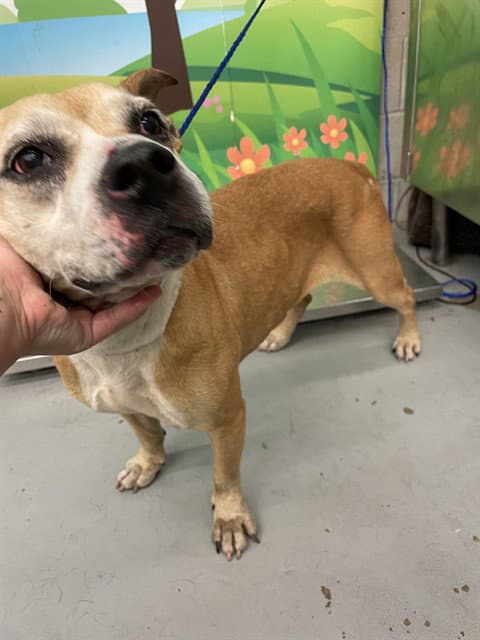 Abelia - American Staffordshire Terrier